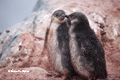 Chinstrap Penguin Juveniles