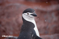 Chinstrap Penguin