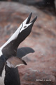 Chinstrap Penguin Trumpeting