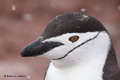 Chinstrap Penguin