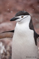 Chinstrap Penguin