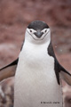 Chinstrap Penguin