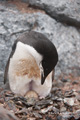 Chinstrap Penguin Sitting on Egg