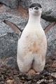 Chinstrap Penguin Sitting on Egg