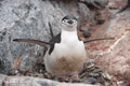 Chinstrap Penguin