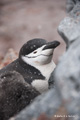 Chinstrap Penguin