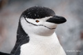 Chinstrap Penguin