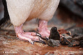 Chinstrap Penguin Feet