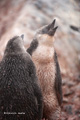 Chinstrap Penguin Juveniles