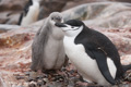 Chinstrap Penguin with Chick