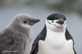 Chinstrap Penguin with Chick