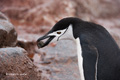 Chinstrap Penguin Collecting Rock