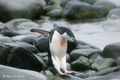 Chinstrap Penguin Jumping