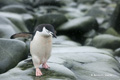 Chinstrap Penguin