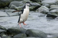 Chinstrap Penguin Jumping