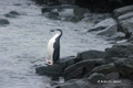 Chinstrap Penguin