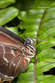 Blue Morpho