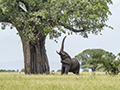 African Elephant