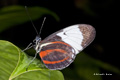 Cydno Longwing