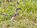 Red-Billed Hornbill