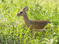 Kirk's Dik-Dik