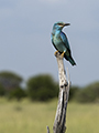 Eurasian Roller