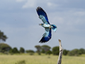 Eurasian Roller