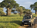 Baobab Tree