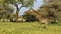 Maasai Giraffe