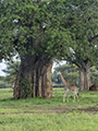 Maasai Giraffe