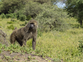 Olive Baboon