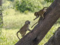 Black-Faced Vervet Monkey