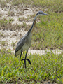 Grey Heron