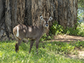 Common Waterbuck