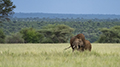 African Elephant