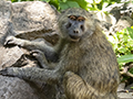 Olive Baboon