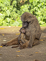 Olive Baboon with Infant