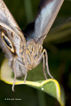 Giant Owl Butterfly