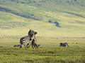 Common Zebra