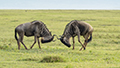 Wildebeest