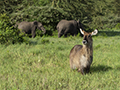 Common Waterbuck