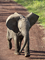 African Elephant