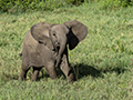 African Elephant