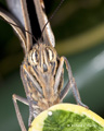 Giant Owl Butterfly