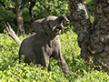 African Elephant