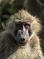 Olive Baboon