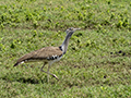 Kori Bustard