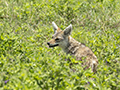 Common Jackal