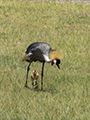 Grey-Crowned Crane and Chick