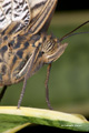 Giant Owl Butterfly